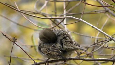 A sparrow bird sits on a tree branch and cleans feathers. Stock Footage 119907736