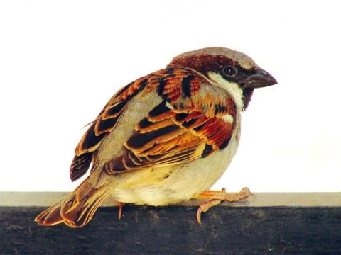 Sparrow bird sitting on the window Stock Photos