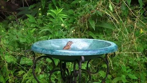 Sparrow In Birdbath 445 Stock Footage 314282502