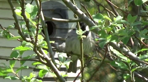 Sparrow at birdhouse Video stock 49913204