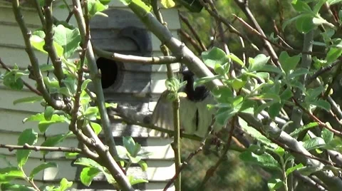 Sparrow in birdhouse Video stock 49918394