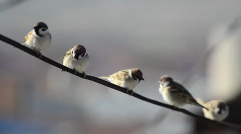 Sparrow birds Stock Footage 22588724