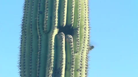 Sparrow birds Nesting in a Saguaro Cactus Stock Footage 47471173