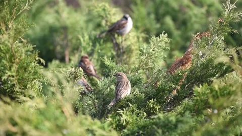 Sparrow birds sitting on tree branches, funny cute songbirds perched on twig Stock Footage 308419795