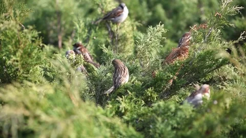 Sparrow birds sitting on tree branches, wildlife nature. Stock Footage 308971838