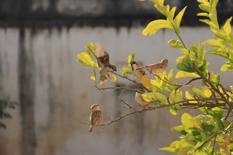 Sparrow birds sitting on tree. Stock Photos