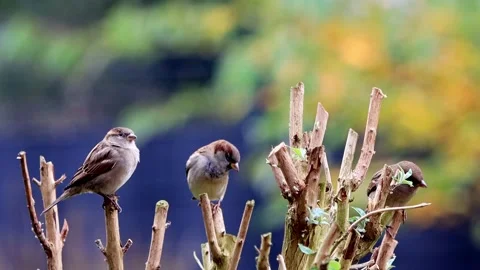 Sparrow birds on a tree branch  Stock Footage 165966000