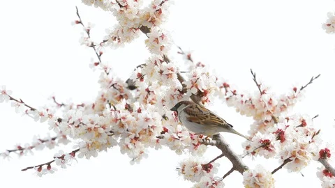 Sparrow on the blossom spring tree Stock-Footage 124123307