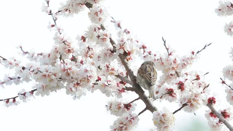 Sparrow on the blossom spring tree Vídeos de archivo 124123376