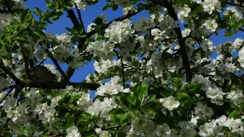 A sparrow on a blossoming apple tree branch eats pests. 스톡 동영상 274362304