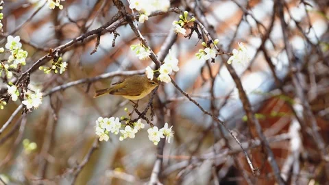 A Sparrow on a Blossoming Tree 4k Stock Footage 290855459
