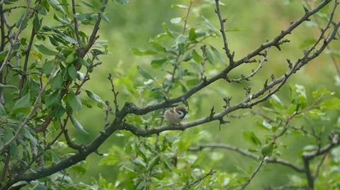 Sparrow on a branch 3 Stock Footage 50986107