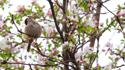 Sparrow on a branch of blossoming apple-tree Stock Footage 78053105