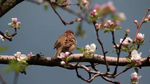 Sparrow on a branch of blossoming apple-tree. Video with natural audio sound Stock Footage 78053154