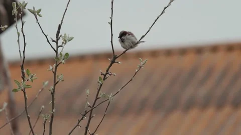 A sparrow on a branch brushing its feathers Stock Footage 219789852
