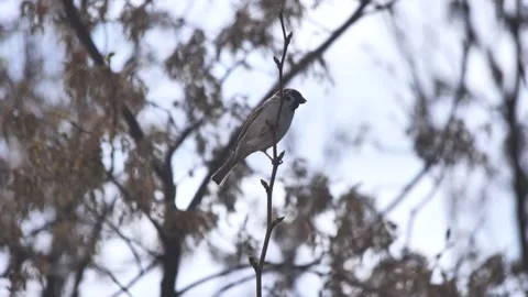 A sparrow on a branch eats buds in spring. Stock Footage 225719281