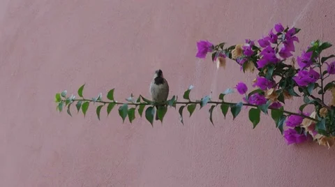 Sparrow on the branch Stock Footage 8570337