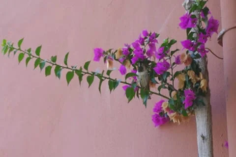 Sparrow on the branch. Stock Footage 9720933