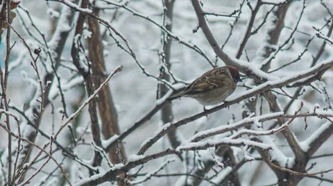 Sparrow on a Branch Stock Footage 40032866