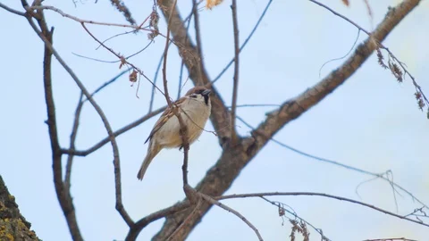 A Sparrow on a Branch Stock Footage 87600370