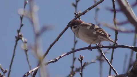 Sparrow on the branch Stock Footage 105509913