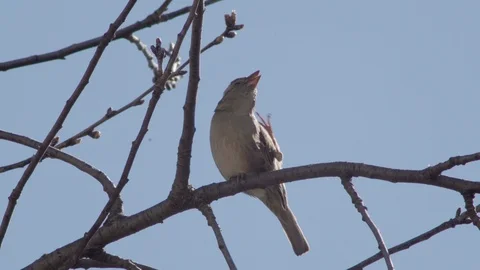 Sparrow on the branch Stock Footage 105510010