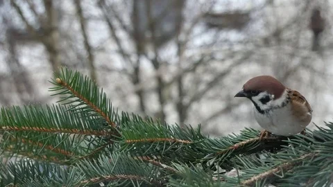 Sparrow on a branch. Stock-Footage 116956573