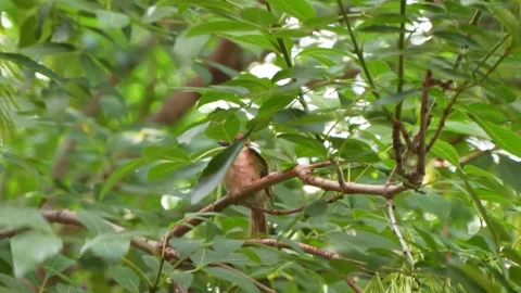 Sparrow on branch Stock Footage 197923351