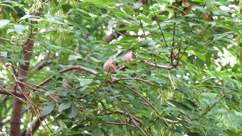 Sparrow on branch Stock Footage 197923367