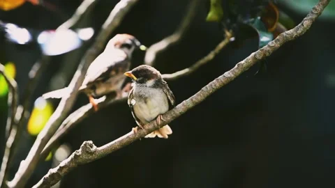 Sparrow on a branch Stock Footage 220498792