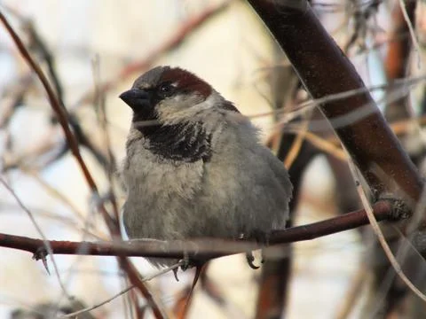 A sparrow on a branch Stock Photos