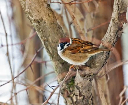 Sparrow on branch Stock Photos