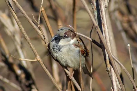 Sparrow on a branch Stock Photos