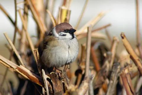 Sparrow on a branch Stock Photos