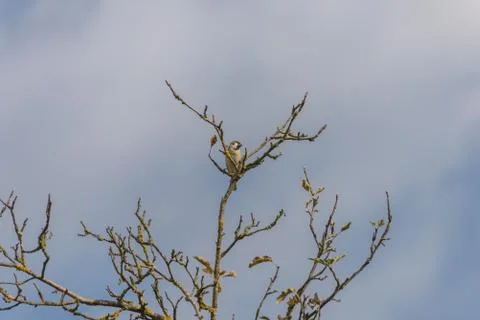 Sparrow on a branch Stock Photos