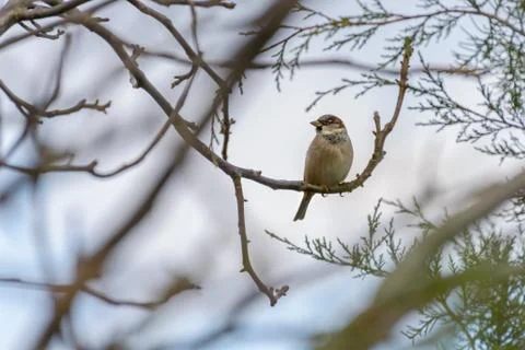 Sparrow on a branch Foto stock