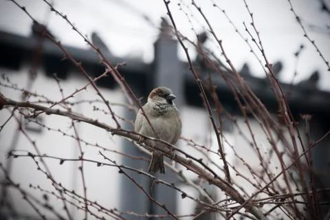 Sparrow on a Branch Stock Photos