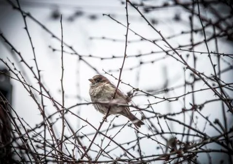 Sparrow on a Branch Stock Photos
