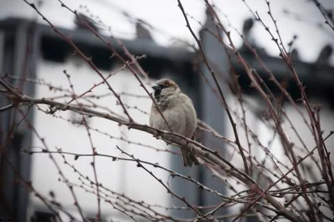 Sparrow on a Branch Stock Photos