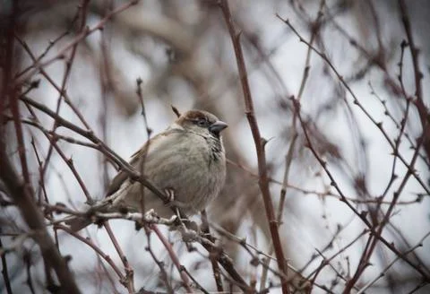 Sparrow on a Branch Stock Photos