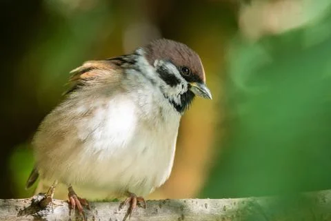 Sparrow on a branch Stock Photos