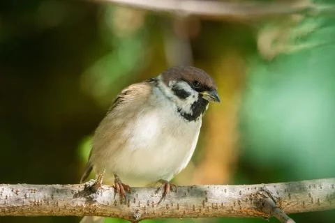 Sparrow on a branch Stock Photos