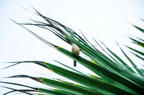 Sparrow on a branch Stock Photos