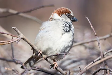 Sparrow on a branch Stock Photos