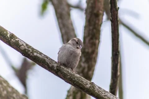  Sparrow on a branch Stock Photos