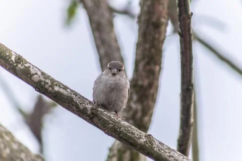  Sparrow on a branch Foto stock