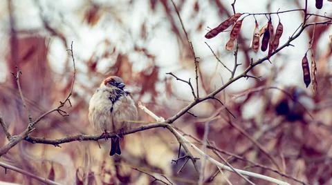 Sparrow on branch Stock Photos