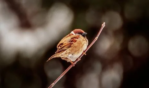 Sparrow on a branch Stock Photos
