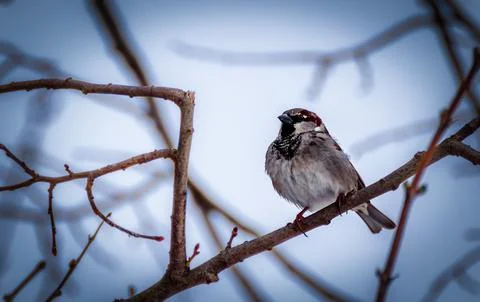 Sparrow on a branch Stock Photos