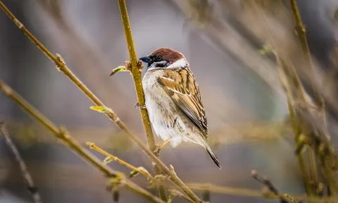 Sparrow on a branch Stock Photos
